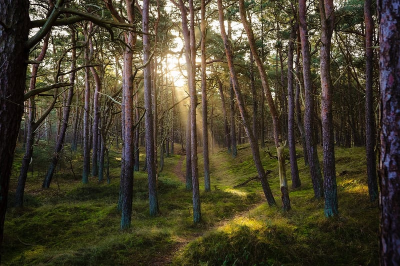 Forest Exploration